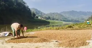 বান্দরবানে বাদাম চাষে লাভবান হচ্ছেন কৃষকরা